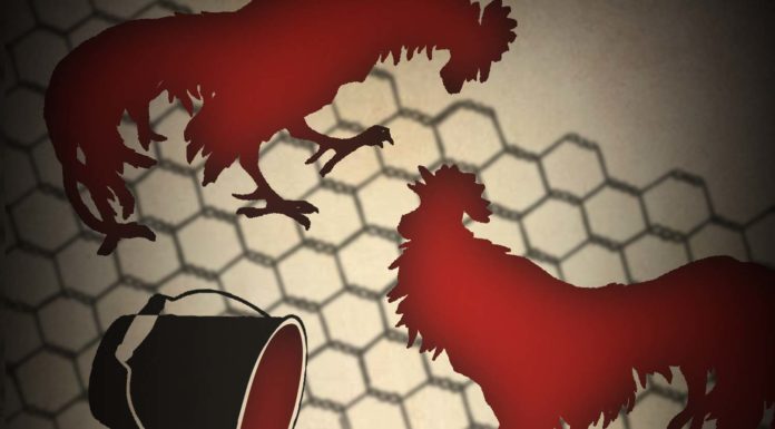 Year of the Rooster The play was written by Olivia Default