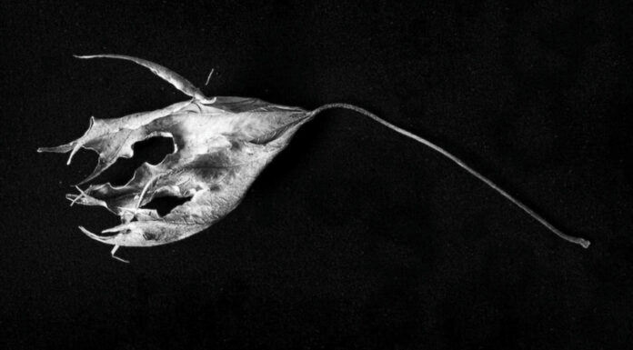 New In Music This Week: July 21st A new opera and classical ECM releases are on Cultural Attaché's picks of New In Music This Week: July 21st