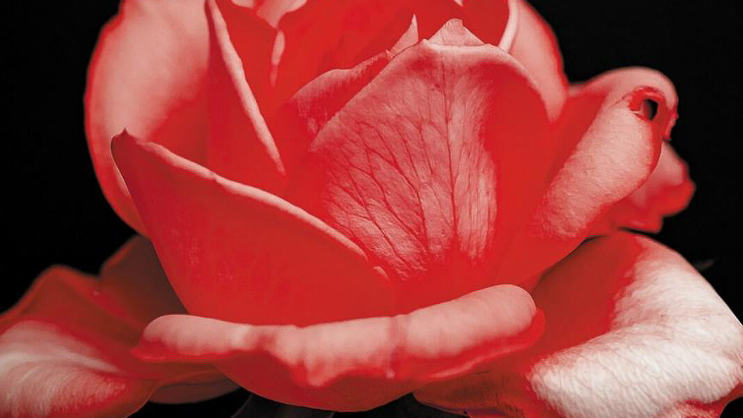 Cultural Attaché's New In Music This Week: June 6th has two jazz albums smelling like roses