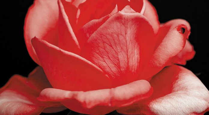 New In Music This Week: June 6th Cultural Attaché's New In Music This Week: June 6th has two jazz albums smelling like roses